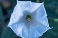 White geometric flower up view