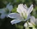 White Geranium Royalty Free Stock Photo
