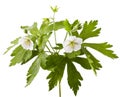 White geranium flower Royalty Free Stock Photo