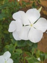 White geranium flower Which is awesome