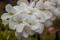 White Geranium Flowers Close Up