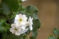 White Geranium Flowers