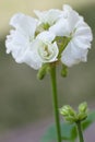 White geranium Royalty Free Stock Photo