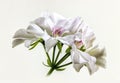 White geranium pelargonium flower Royalty Free Stock Photo