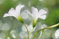 White Geranium Robertianum Flower