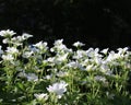 White Geranium sanguineum Royalty Free Stock Photo