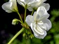 White geranium with water drops Royalty Free Stock Photo