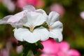 White geraniums in bloom