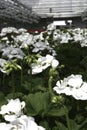 White Geraniums