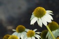 White Gerber Daisies Wilting in the Summer Sun Royalty Free Stock Photo