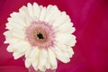 White Gerber daisy flower isolated on bright pink background Royalty Free Stock Photo