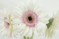 White gerber daisy flower with pink center isolated on white Royalty Free Stock Photo