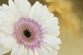 White Gerber daisy flower with pink center reflecting in a gold background Royalty Free Stock Photo