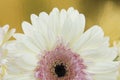 White Gerber daisy flower with pink center Royalty Free Stock Photo