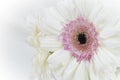 White gerber daisy flower with pink center and white vignetting on the edges. Royalty Free Stock Photo