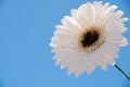 White gerber flower Royalty Free Stock Photo