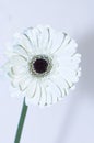 White gerber flower in close-up on a light background Royalty Free Stock Photo