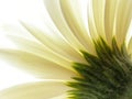 White gerbera