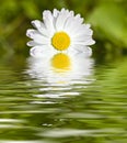 White gerbera Royalty Free Stock Photo