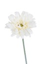 White gerbera artificial flower