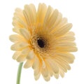 White Gerbera Daisy Royalty Free Stock Photo