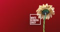 White gerbera daisy background with text sign, banner size and copy space composition, flower on a red Royalty Free Stock Photo