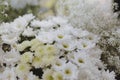 White gerbera daisy and white Caspia