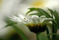 White gerbera daisy with drop of dew Royalty Free Stock Photo