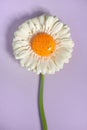 White gerbera daisy flower and yellow yolk