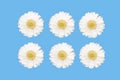 White gerbera daisy flowers isolated on blue background. Royalty Free Stock Photo