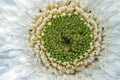 White gerbera daisy, macro photo. close up Royalty Free Stock Photo