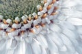 White gerbera daisy, macro photo. close up Royalty Free Stock Photo