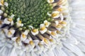 White gerbera daisy, macro photo. close up Royalty Free Stock Photo