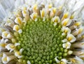 White gerbera daisy, macro photo. close up Royalty Free Stock Photo