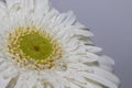 White gerbera daisy, macro photo. close up Royalty Free Stock Photo