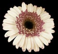 White  gerbera flower, black isolated background with clipping path.   Closeup.  no shadows.  For design. Royalty Free Stock Photo