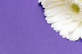 White gerbera flower on the corner on purple background Royalty Free Stock Photo