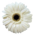 White gerbera flower Royalty Free Stock Photo