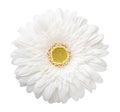 White Gerbera flower isolated on white background Royalty Free Stock Photo