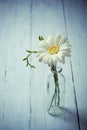 White gerbera flower in a vase on wooden background Royalty Free Stock Photo