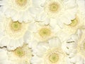 White gerbera flowers Royalty Free Stock Photo