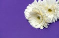 White gerbera flowers on purple background Royalty Free Stock Photo