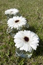 White Gerbera flowers