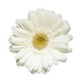 White gerbera frower