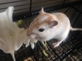 White Gerbillinae Eating Cabbage. Royalty Free Stock Photo