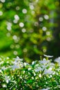 White Gerdenia Crape Jasmine, white flowers