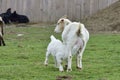 White german goat