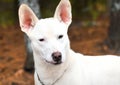 White German Shepherd and Bull Terrier dog with large ears outside on leash