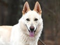 White German Shepherd and Siberian Husky mix breed dog outside on a leash Royalty Free Stock Photo