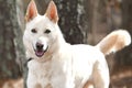 White German Shepherd and Siberian Husky mix breed dog outside on a leash wagging tail Royalty Free Stock Photo